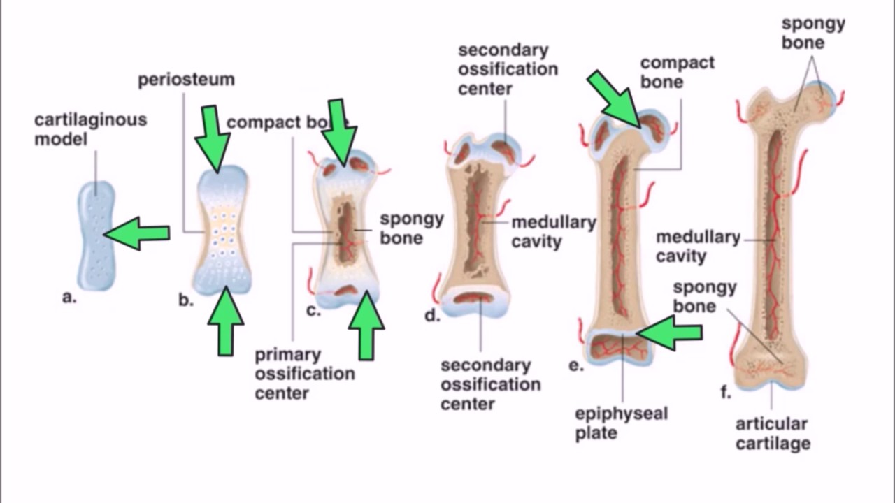 Bones and joints development